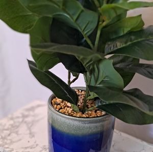 Plastic  fiddle plant